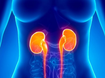 Kidney Failure (Renal Failure)